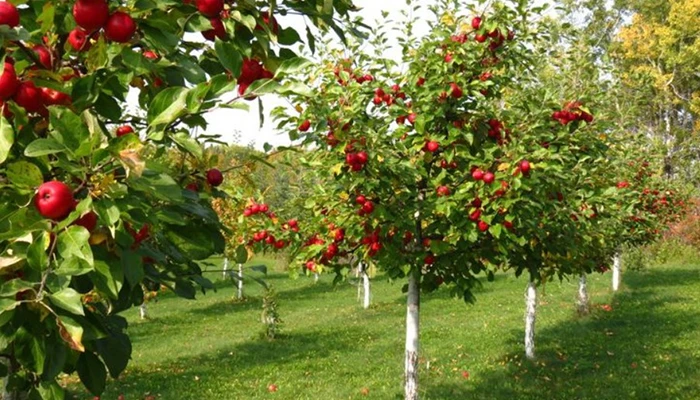 فواید سرکه چوب برای درختان میوه